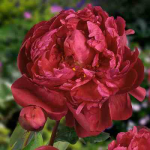 Bijūnas Red Sarah Bernhardt 