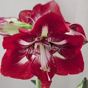 Amarilis 'Barbados' (meilenis) 2026 ruduo