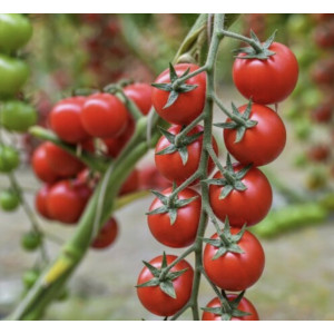 Pomidorų "Red cherry" daigai