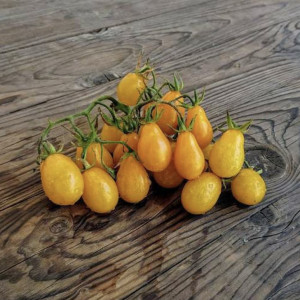 Pomidorų "Pera naranja" daigai