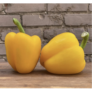 Paprikų "Yellow california" daigai