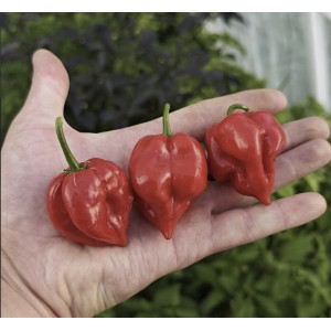 Paprikų "Habanero red" daigai