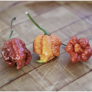 Paprikų "Carolina reaper" daigai