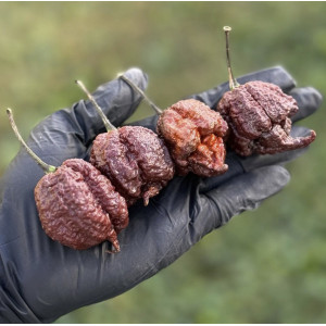 Paprikų "Chocolate reaper" daigai