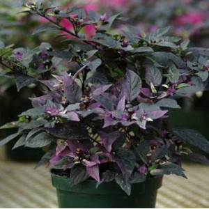 Paprikų "Black olive ornamental" daigai