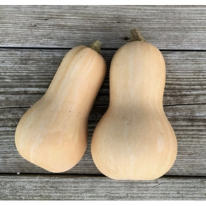 Moliūgų "Waltham butternut" daigai