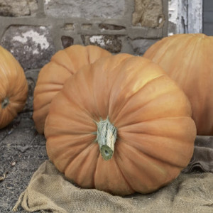 Moliūgų "Helloween" daigai