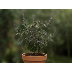 Baziliko "Krishna tulsi" daigai