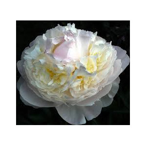 Bijūnas Blush Queen , vazone