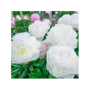 Bijūnas Blush Queen , vazone