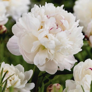 Bijūnas žolinis Gardenia šaknis, 3/5 pumpurai, 2026 ruduo