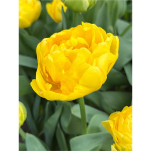 Tulpės Yellow Margarita, 5 vnt vazone