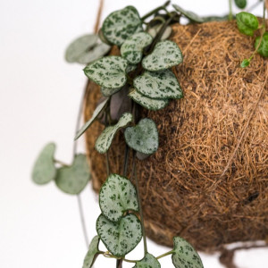 Ceropegija kokoso pluošto pakabinamame vazone (širdelių grandinėlė)