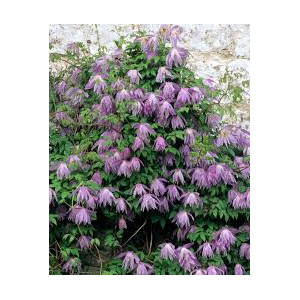 Raganė Purple Dream