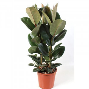 Fikusas stambialapis Robusta 100cm