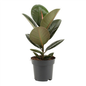 Fikusas stambialapis Robusta 50cm