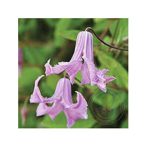 Raganė Fairy bells