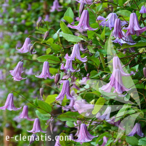 Raganė Fairy bells