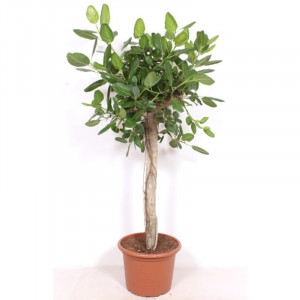 Bengalijos fikusas 200cm