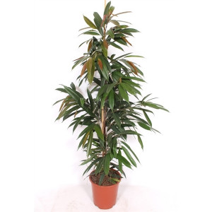 Fikusas binnendijkii Amstel King 150cm