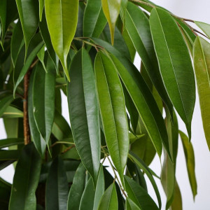 Fikusas binnendijkii Amstel King 145cm