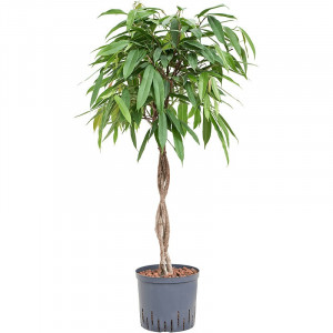 Fikusas binnendijkii Amstel King pintas kamienas, H120cm