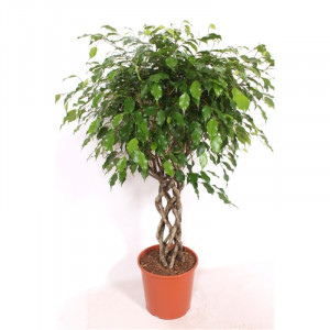 Fikusas benjamino Exotica pintas kamienas, 140cm