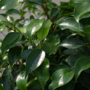 Fikusas benjamino Exotica pintas kamienas, 120cm
