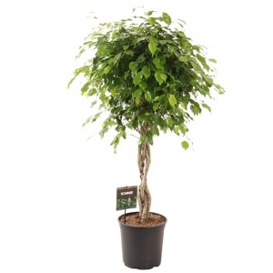 Fikusas benjamino Exotica pintas kamienas, 120cm