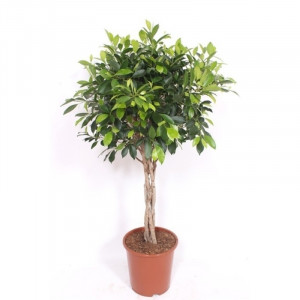 Fikusas smulkiavaisis Nitida Vlecht pintas kamienas, 130cm