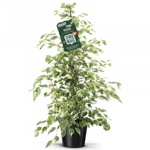 Fikusas benjamino Twilight, 105cm