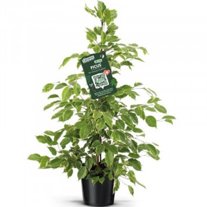 Fikusas benjamino Golden King, 105cm
