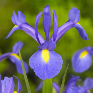 Vilkdalgis Sibirinis Sapphire bauty
