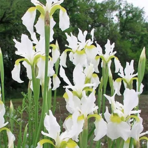 Vilkdalgis sibirinis Snow queen