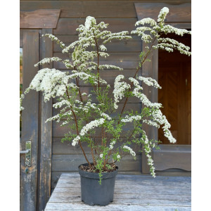 Lanksva pilkoji 'Grefsheim'