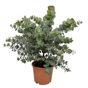 Eukaliptas pilkasis 'Silver dollar'