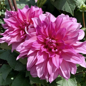 Jurginas 'Cafe au Lait rose', šaknis, 3 vnt.