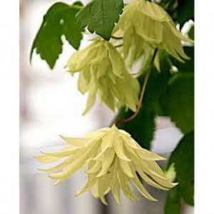 Raganė Lemon Dream