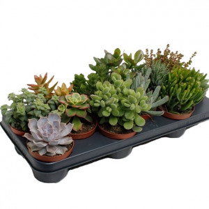 Įvairių sukulentų rinkinys Ø10.5 cm, 12 vnt.