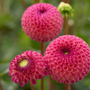 Jurginas 'Burlesca' (Pompon), šaknis, 1 vnt.