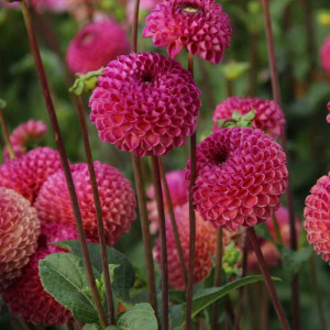 Jurginas 'Burlesca' (Pompon), šaknis, 1 vnt.
