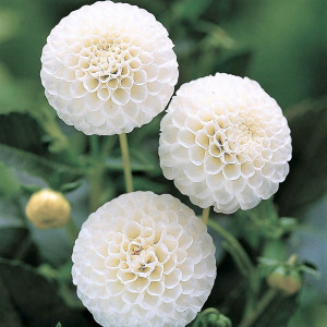 Jurginas 'Snowflake' (Pompon), šaknis, 1 vnt.