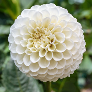 Jurginas 'Snowflake' (Pompon), šaknis, 1 vnt.