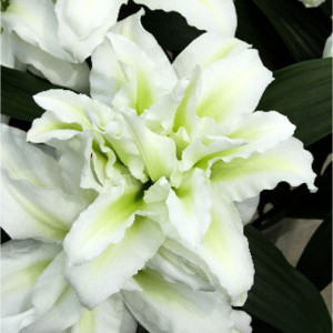 Lelija 'Roselily aisha', 1 vnt.