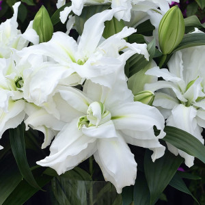 Lelija 'Roselily aisha', 1 vnt.