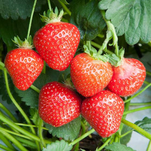 Ostara remontantinių A+ FRIGO braškių daigai 13vnt.