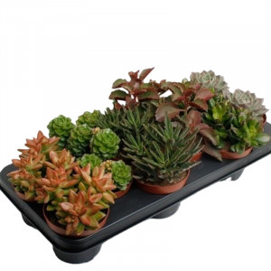 Įvairių sukulentų rinkinys Ø8.5 cm, 12 vnt.