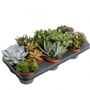 Įvairių sukulentų rinkinys Ø8.5 cm, 12 vnt.