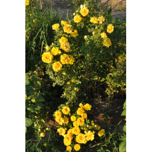 Rožė Persian Yellow plikomis šaknimis