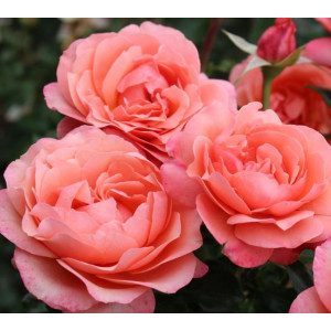 Rožė Coral Lions rose  plikomis šaknimis